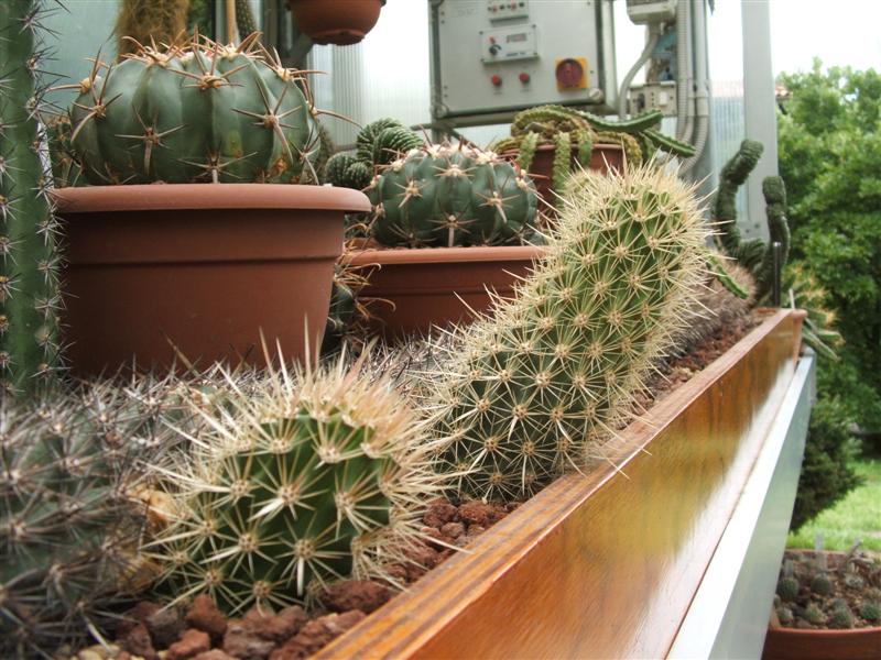 Machaerocereus eruca 