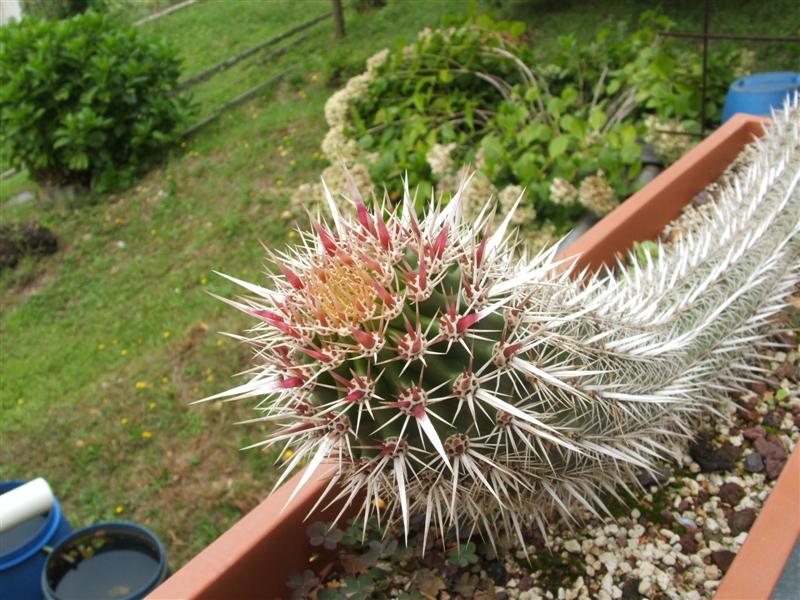 Machaerocereus eruca 