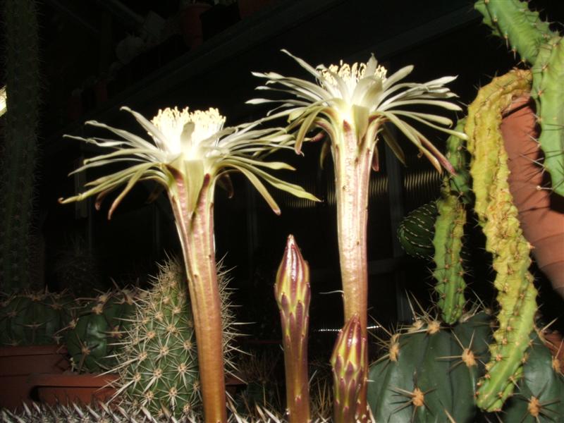 Machaerocereus eruca 