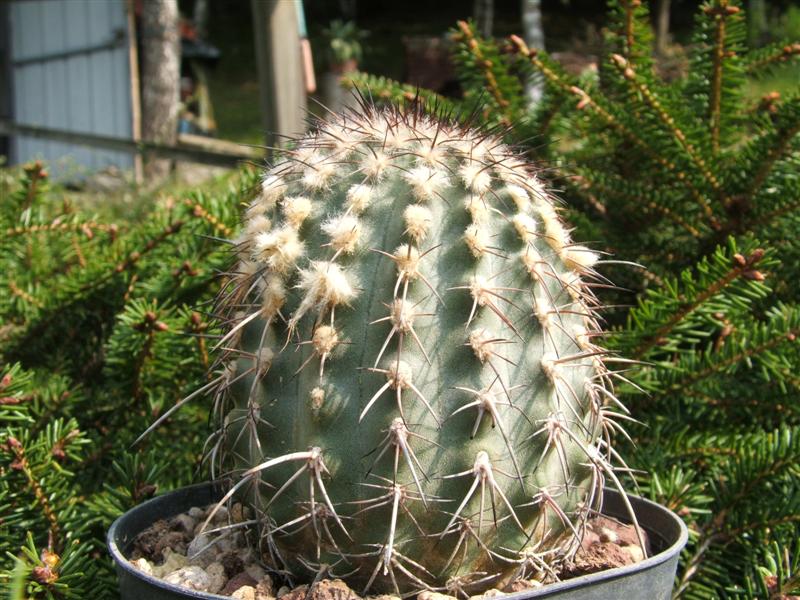 Islaya copiapoides 