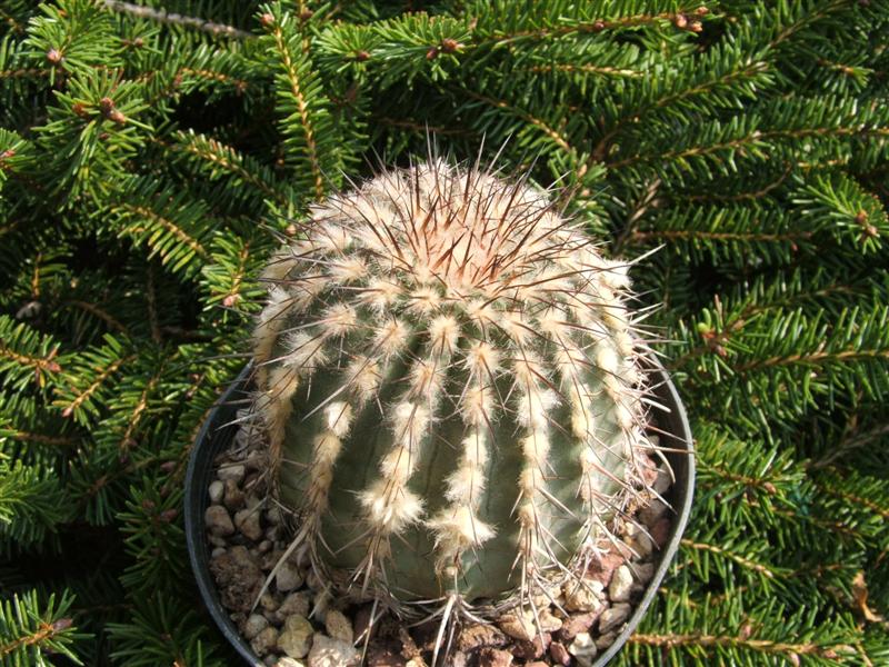 Islaya copiapoides 