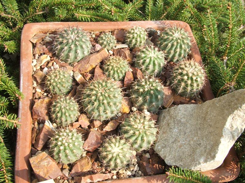 Islaya brevicylindrica 