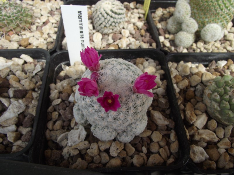 Mammillaria humboldtii 