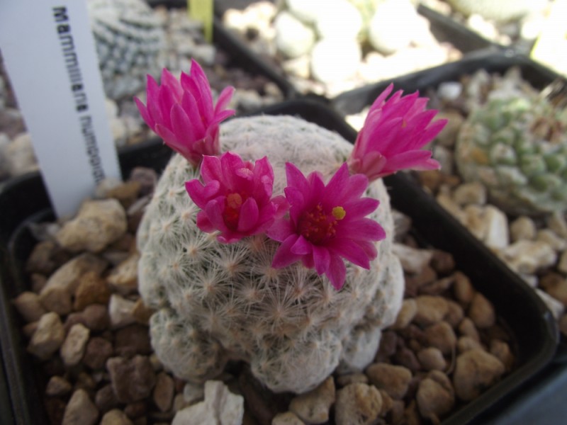 Mammillaria humboldtii 