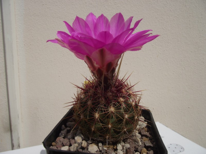 Thelocactus bicolor v. tricolor 