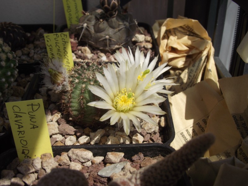 Echinocereus  pulchellus v. sharpii 