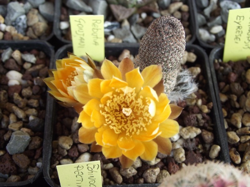 Rebutia gonjianii 