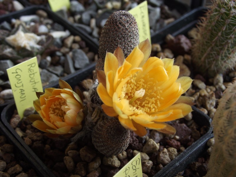 Rebutia gonjianii 