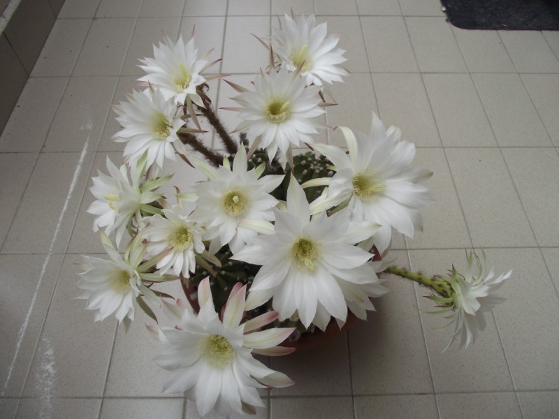 Echinopsis subdenudata 