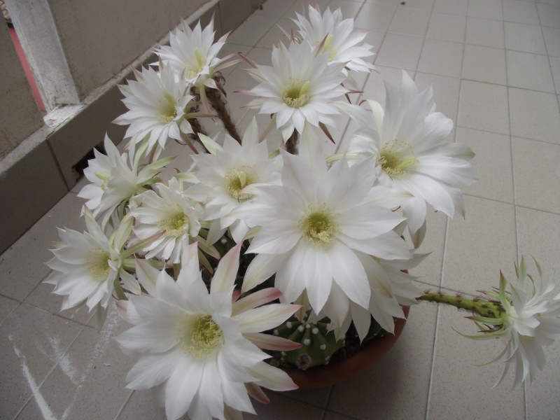 Echinopsis subdenudata 