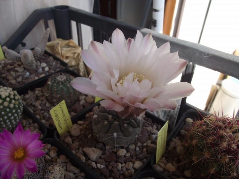 Gymnocalycium gibbosum 