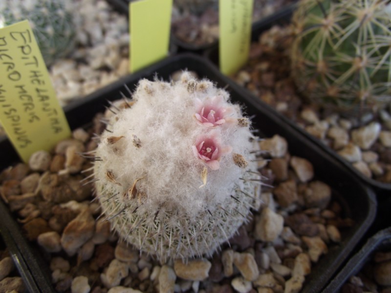 Epithelantha micromeris v. unguispina 