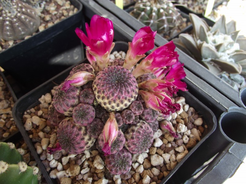 Sulcorebutia rauschii v. violacidermis 