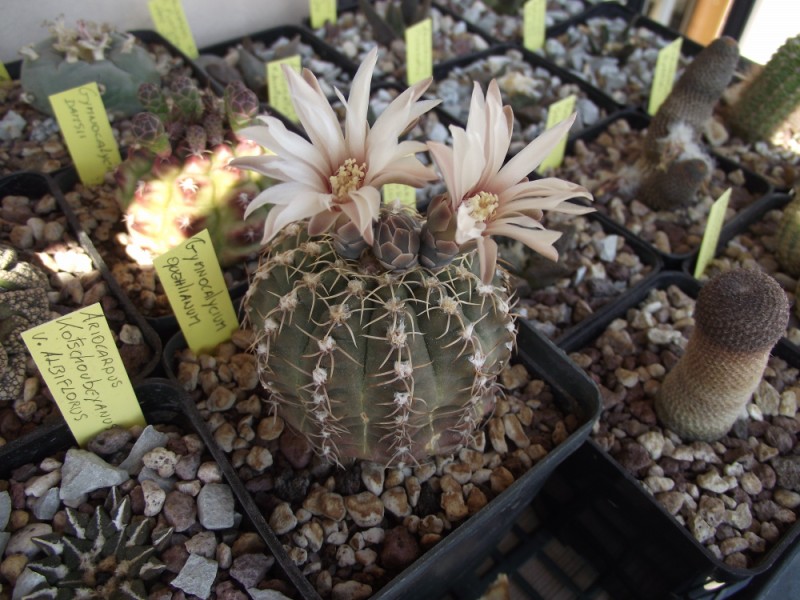 Gymnocalycium quehlianum 