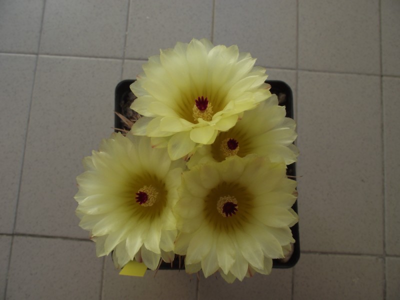 Notocactus mammulosus 