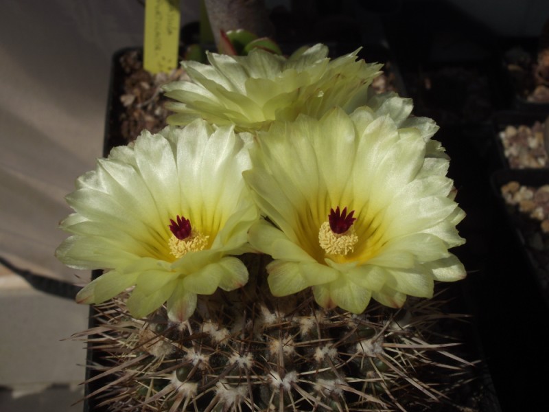 Notocactus mammulosus 