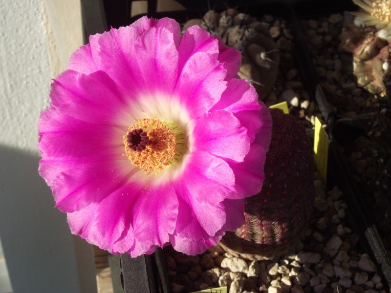 Echinocereus rigidissimus v. rubispinus 