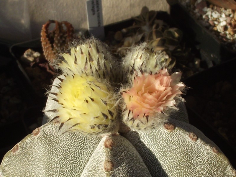 Astrophytum myriostigma 