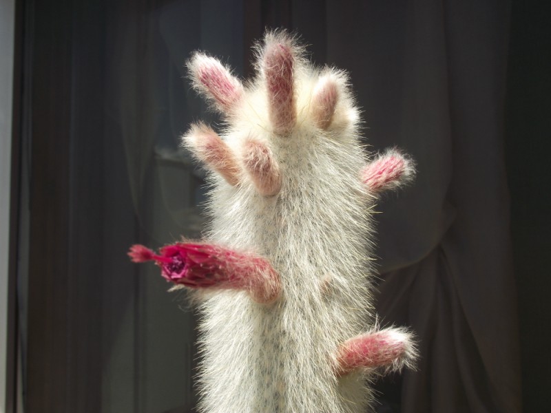 Cleistocactus strausii 