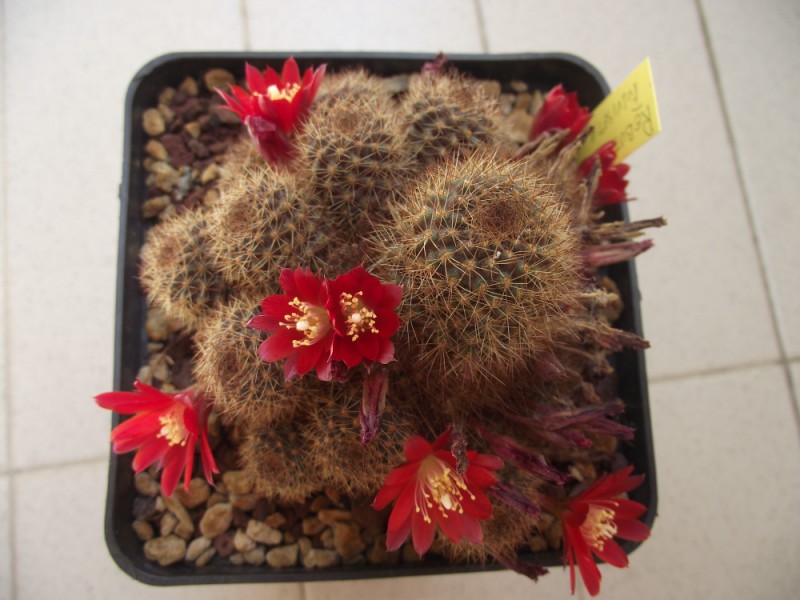 Rebutia fulviseta 