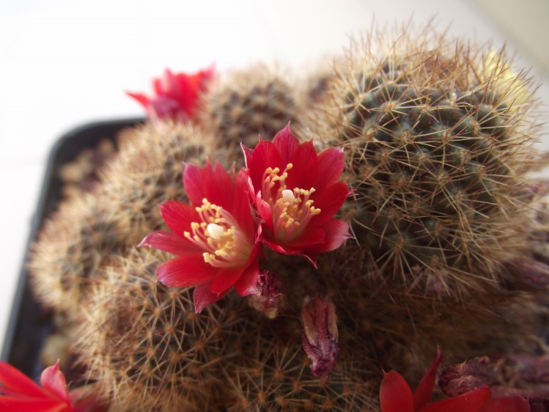 Rebutia fulviseta 