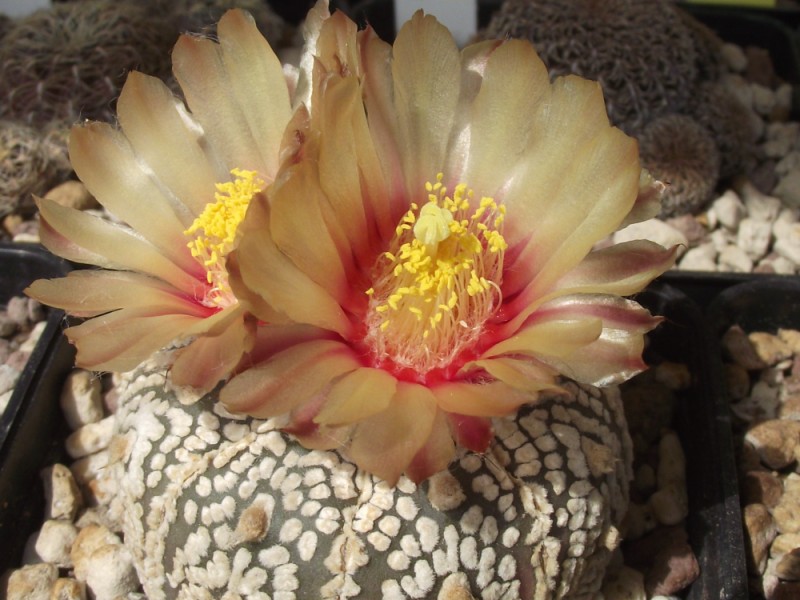 Astrophytum asterias cv. super kabuto 