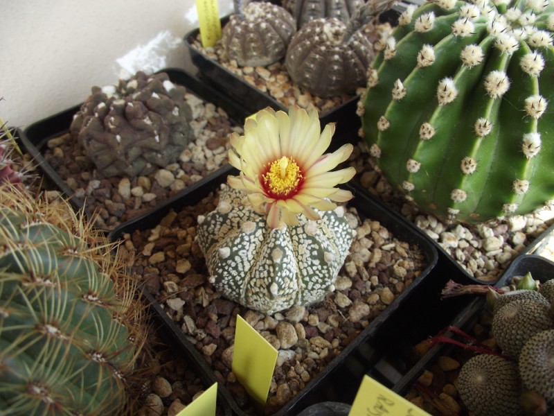 astrophytum asterias cv. super kabuto x capricorne