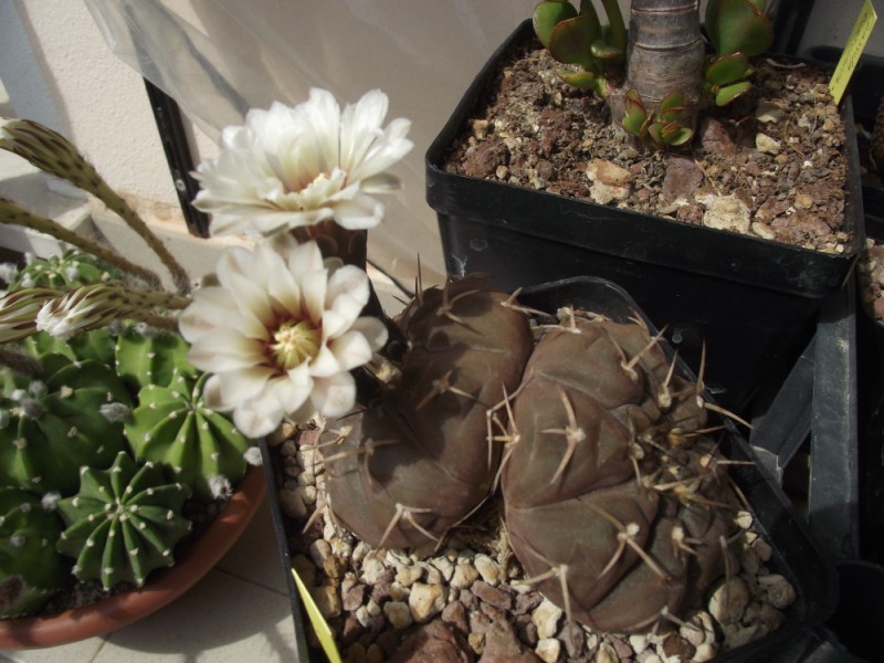 Gymnocalycium stellatum 