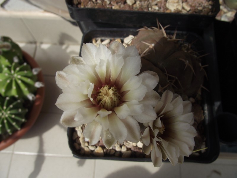 Gymnocalycium stellatum 