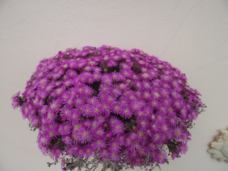 Delosperma cooperi 