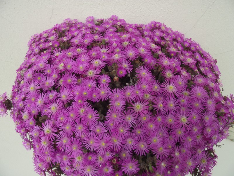 Delosperma cooperi 