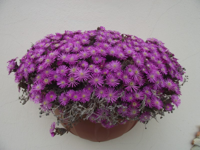 Delosperma cooperi 