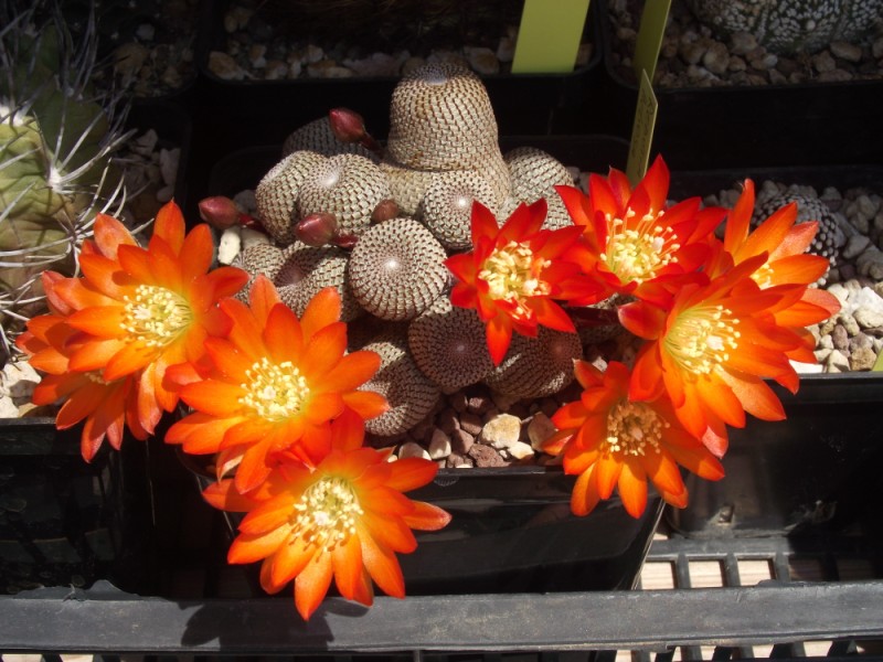 Rebutia heliosa 