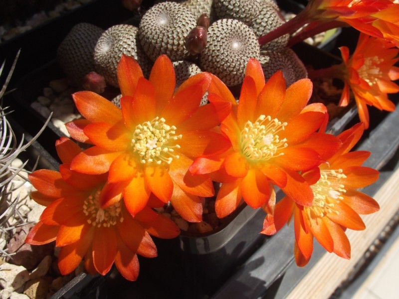 Rebutia heliosa 