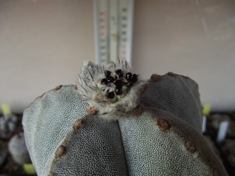 Astrophytum myriostigma 