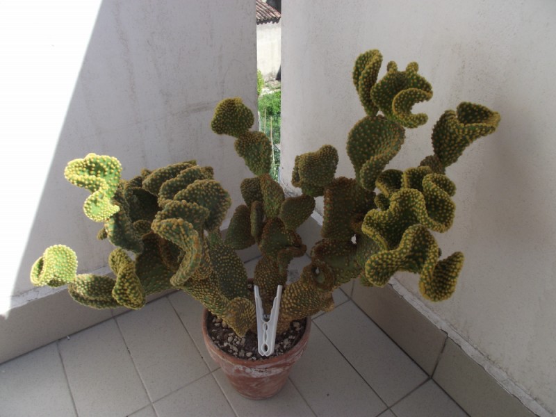 Opuntia microdasys cv. contorta 