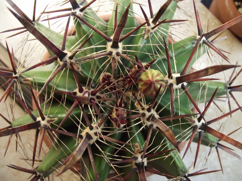 Ferocactus wislizeni ssp. herrerae 