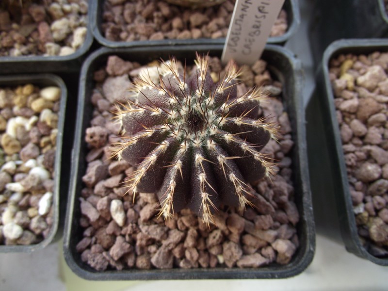 Uebelmannia pectinifera 