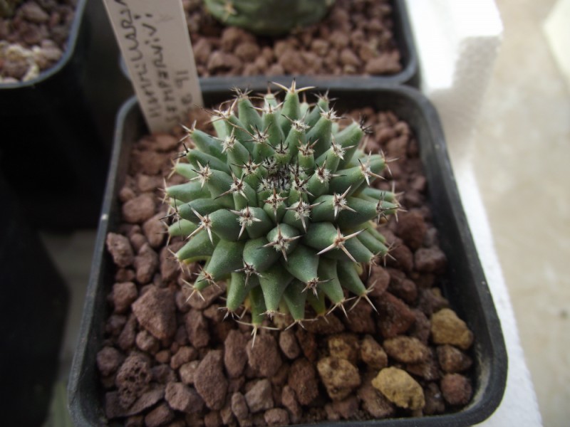 Mammillaria sempervivi 