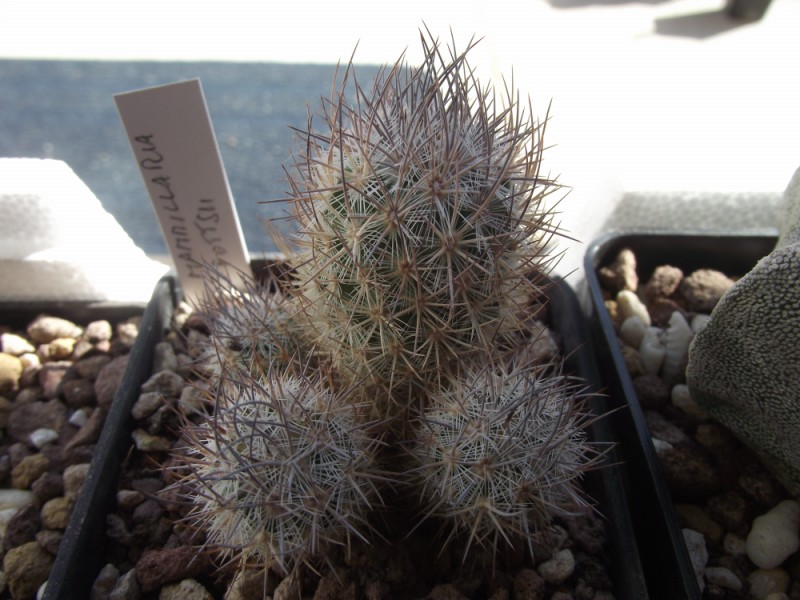 Mammillaria pottsii 