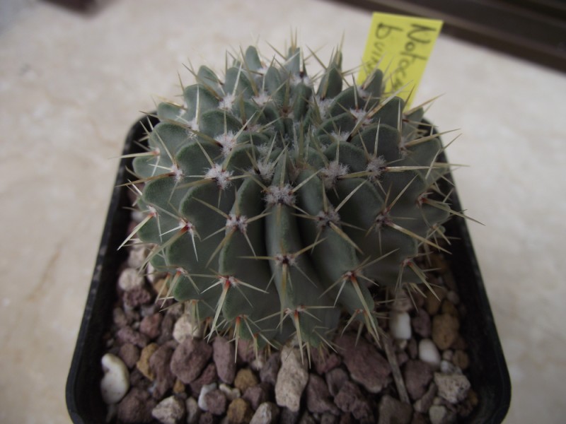 Notocactus buiningii 