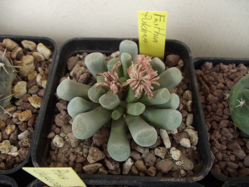 Frithia pulchra 