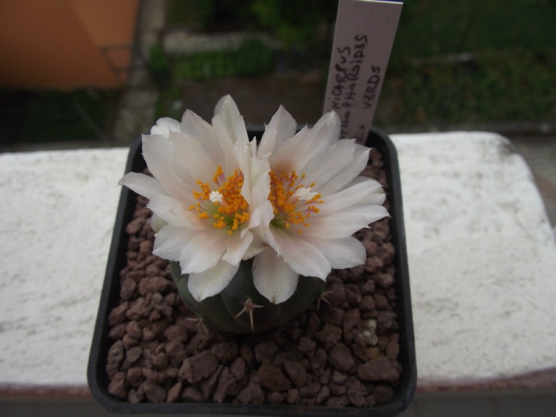 Turbinicarpus lophophoroides 