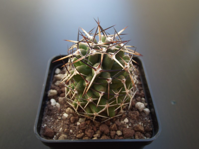 Echinocereus  fendleri v. kuenzleri 