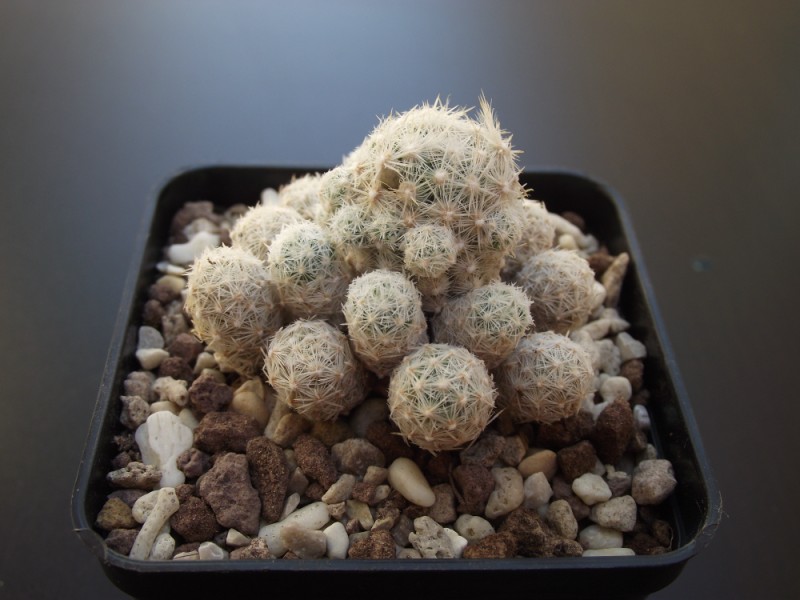 Escobaria sneedii ssp. leei 