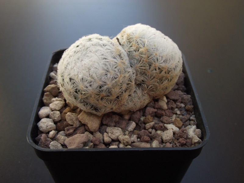 Mammillaria lasiacantha 