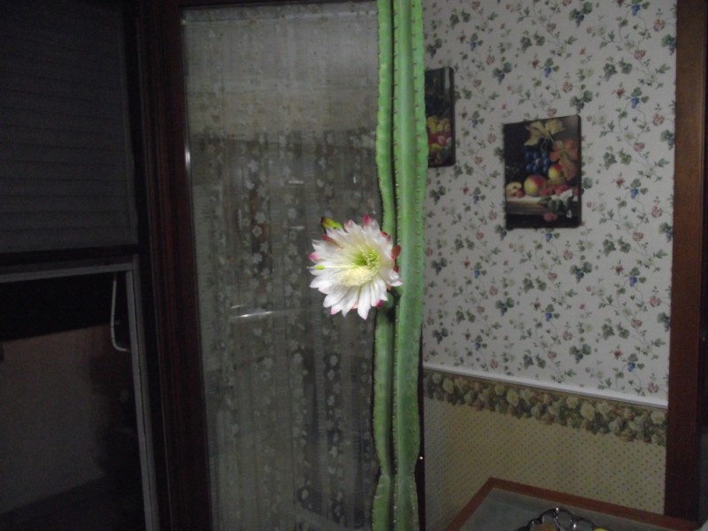 cereus peruvianus