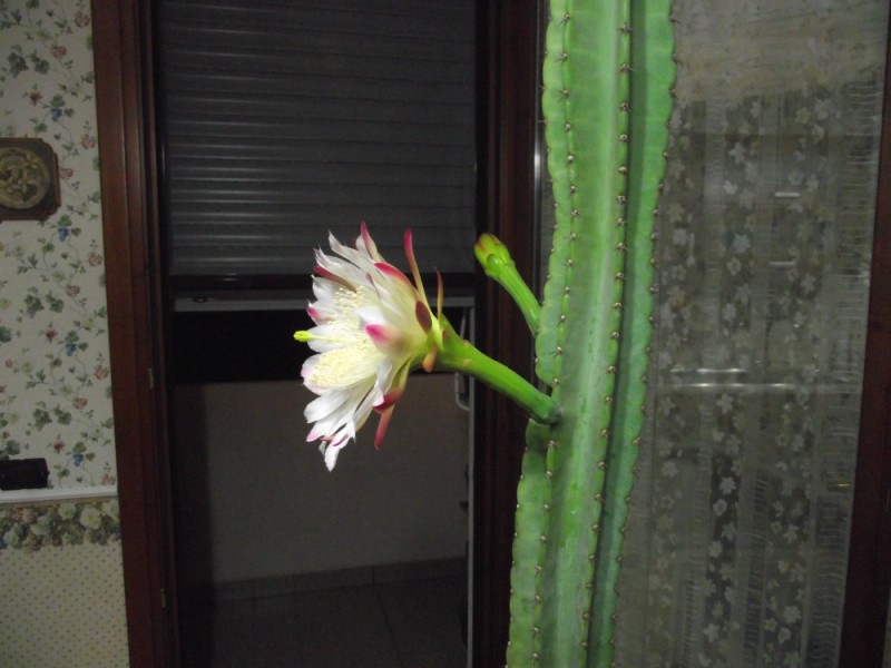 Cereus peruvianus 