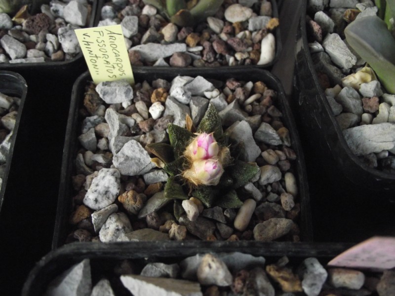 Ariocarpus fissuratus v. hintonii 