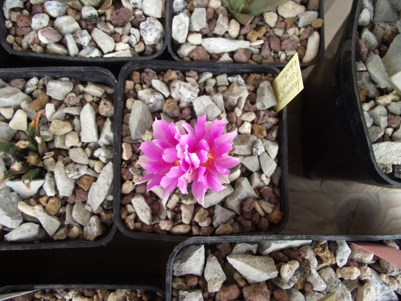 Ariocarpus fissuratus v. hintonii 